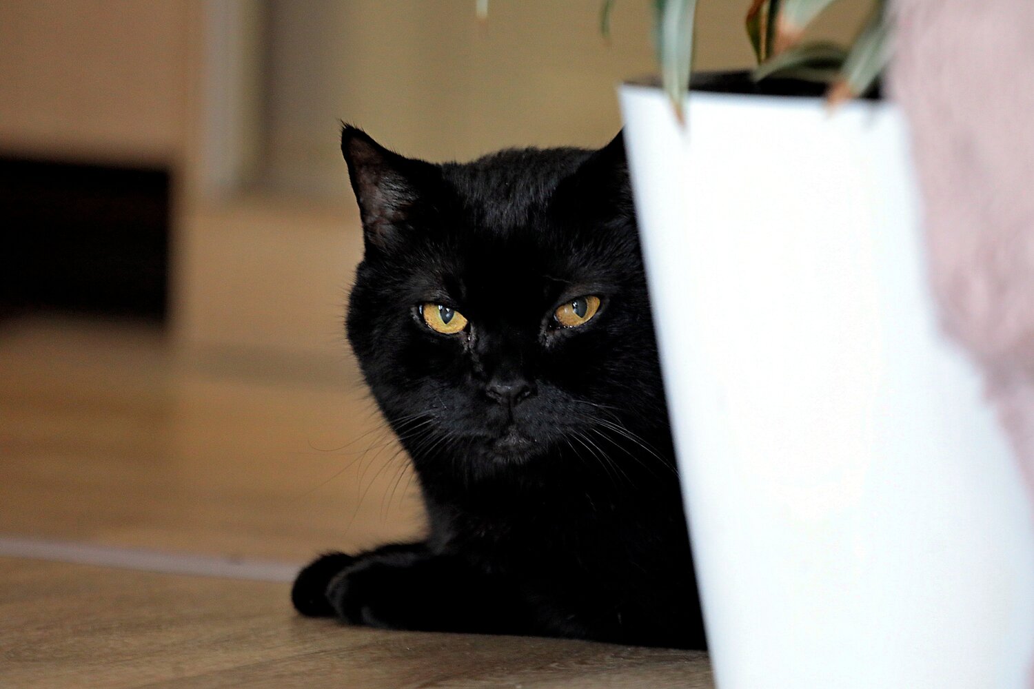 Photo #14038501
