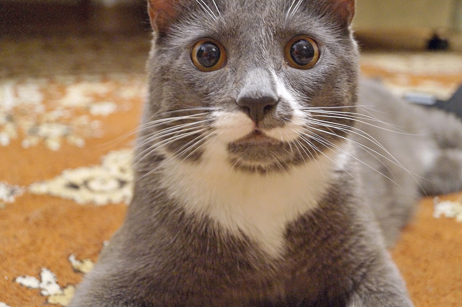 Photo #14038514