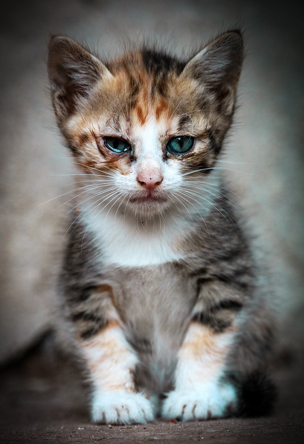 Photo #14038520