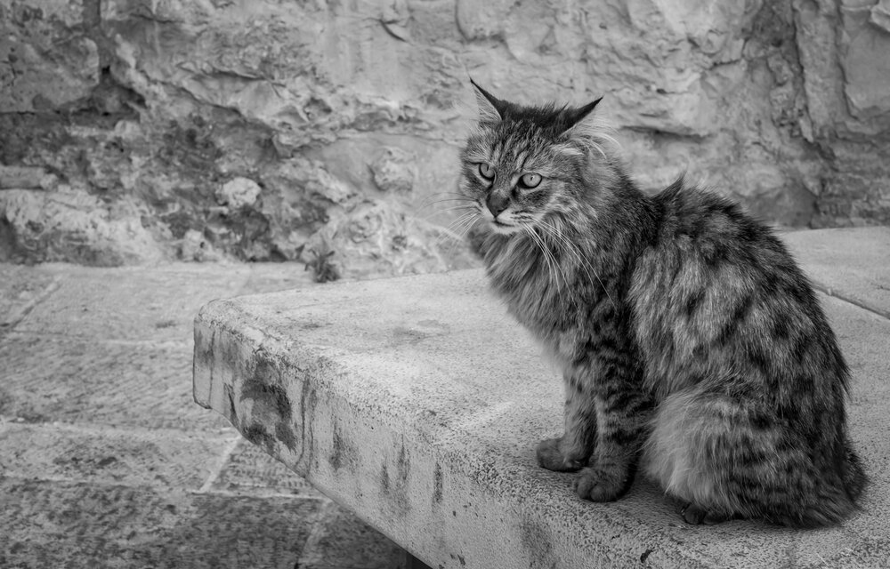 Photograph by David Solodar