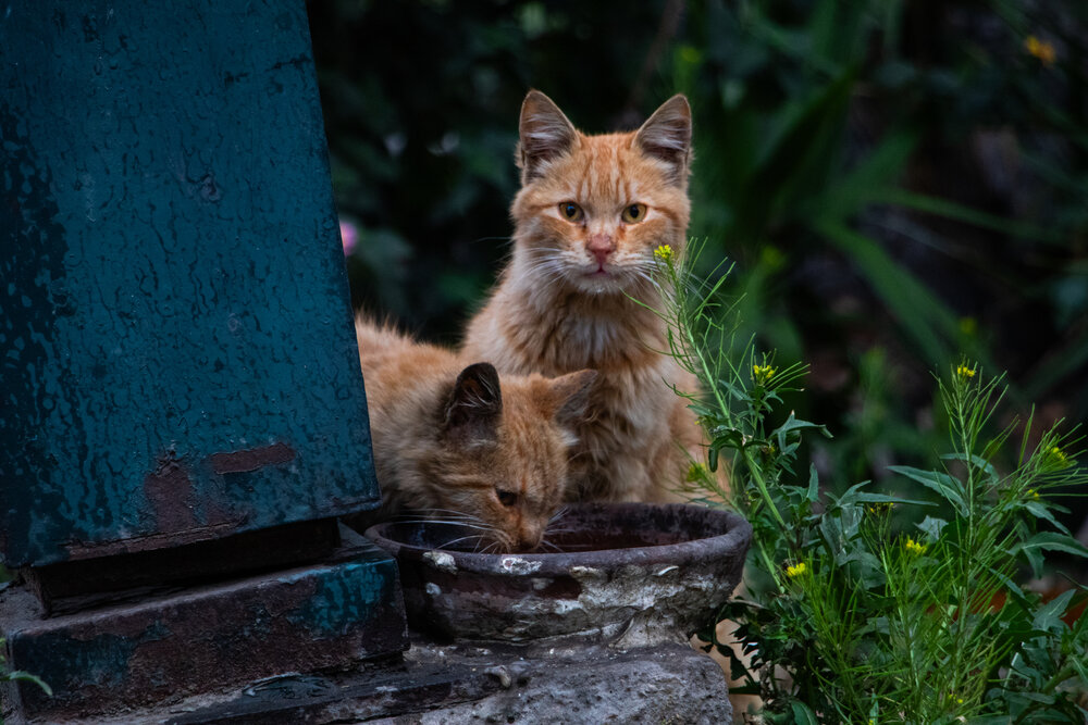 Photograph by Ahmed Ehab Moktar