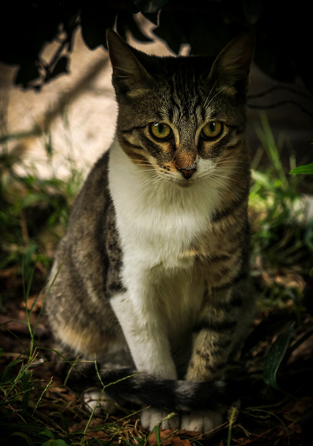 Photo #14038537