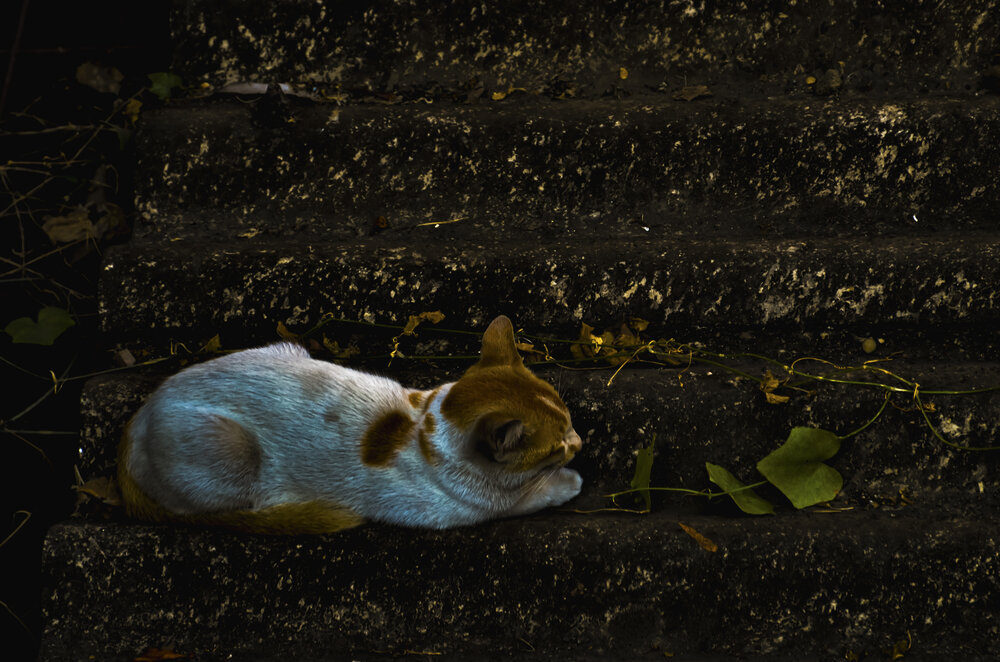 Solitude