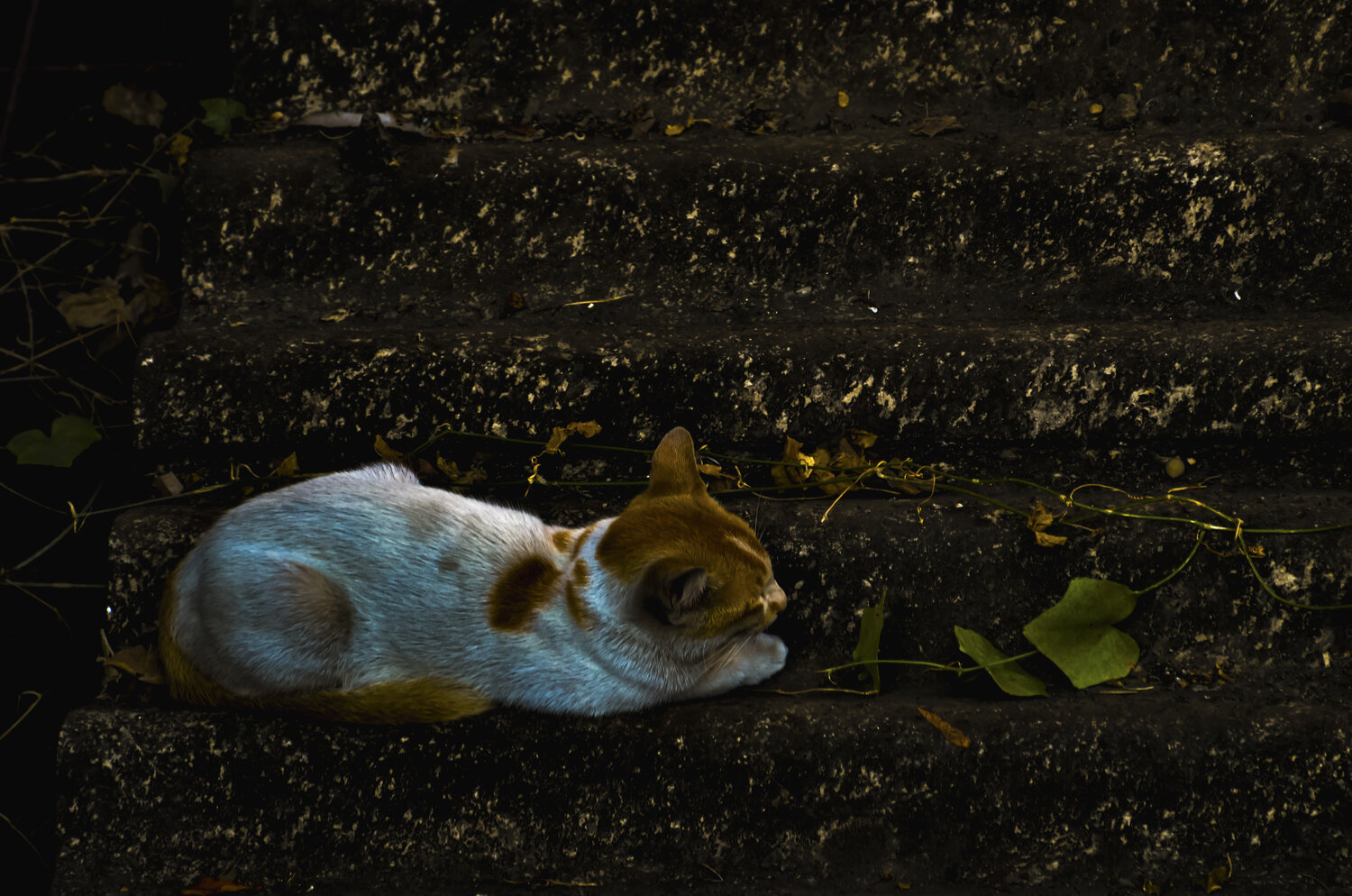 Solitude