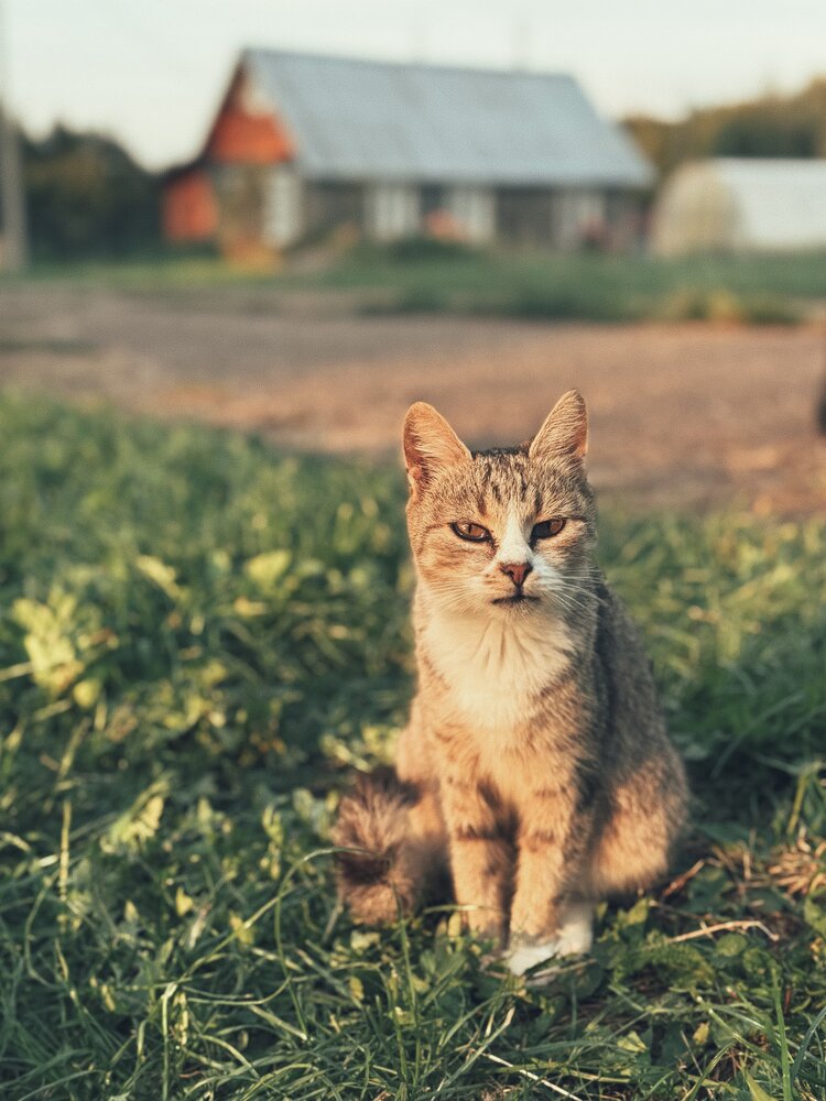 Photograph by Светлана Долганова