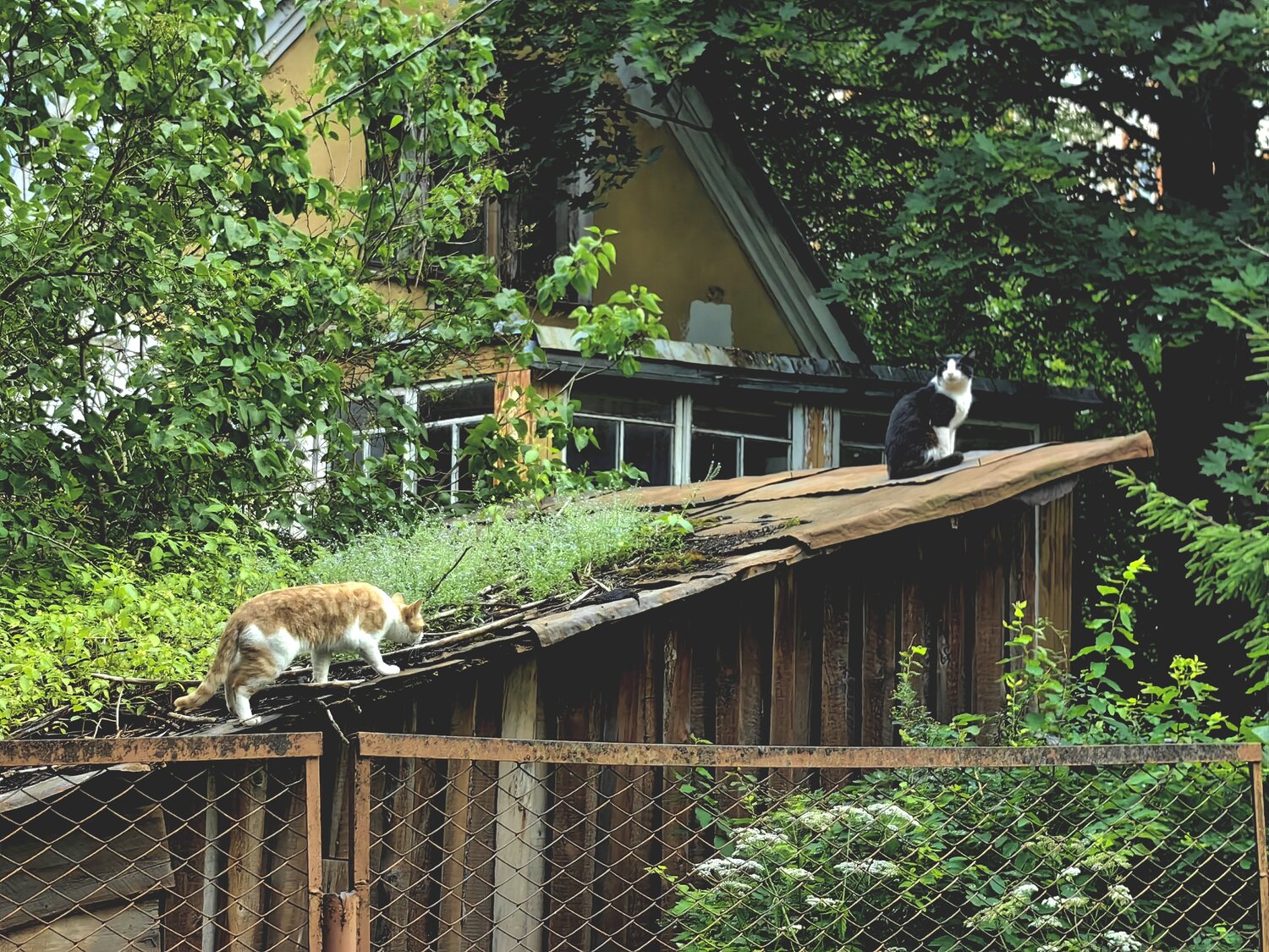 Photo #14038860
