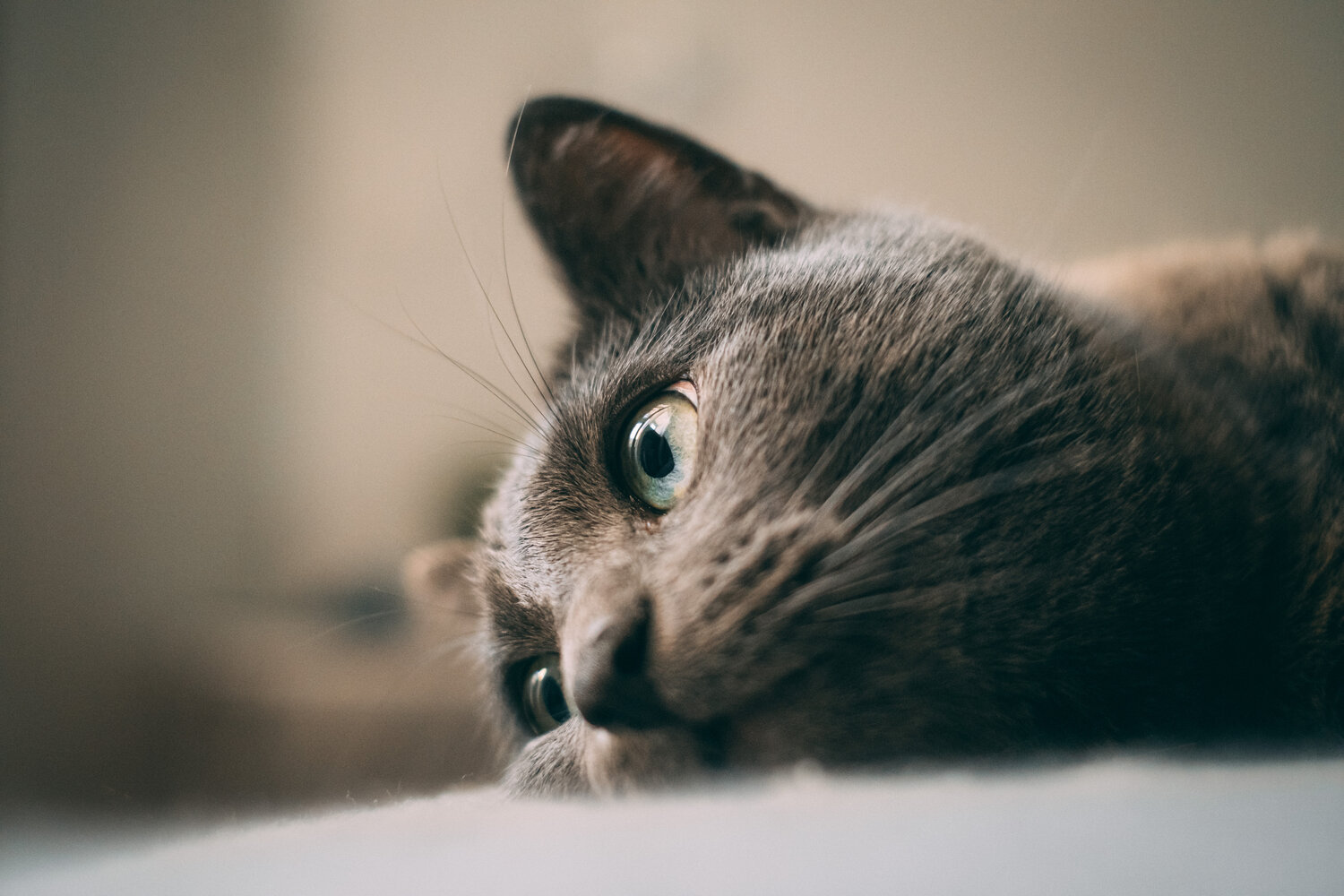 Photo #14038864