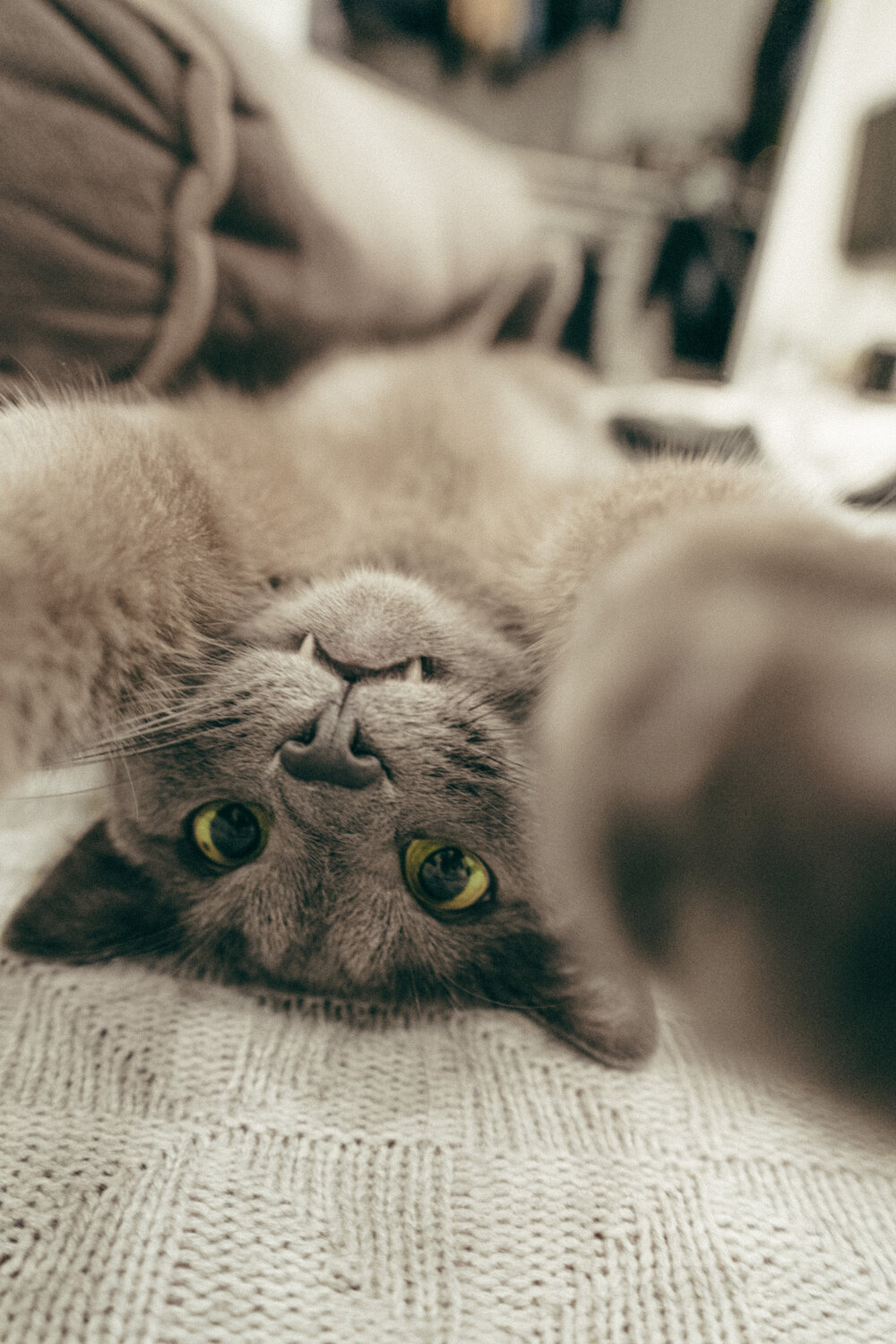 Photo #14038865