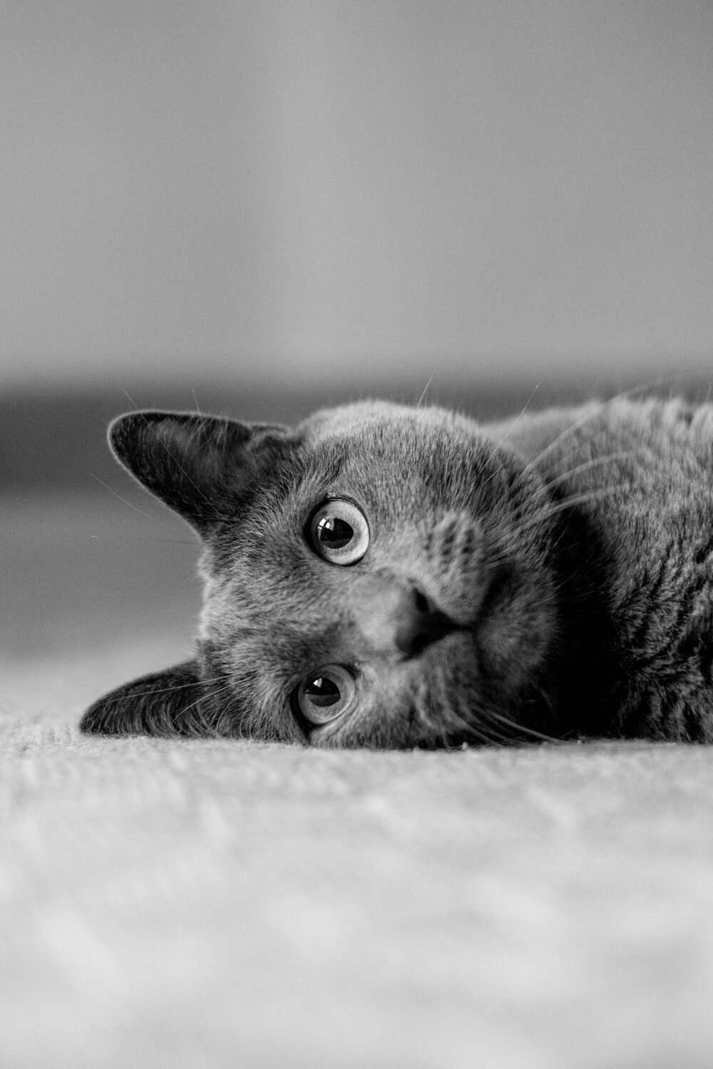 Photo #14038866