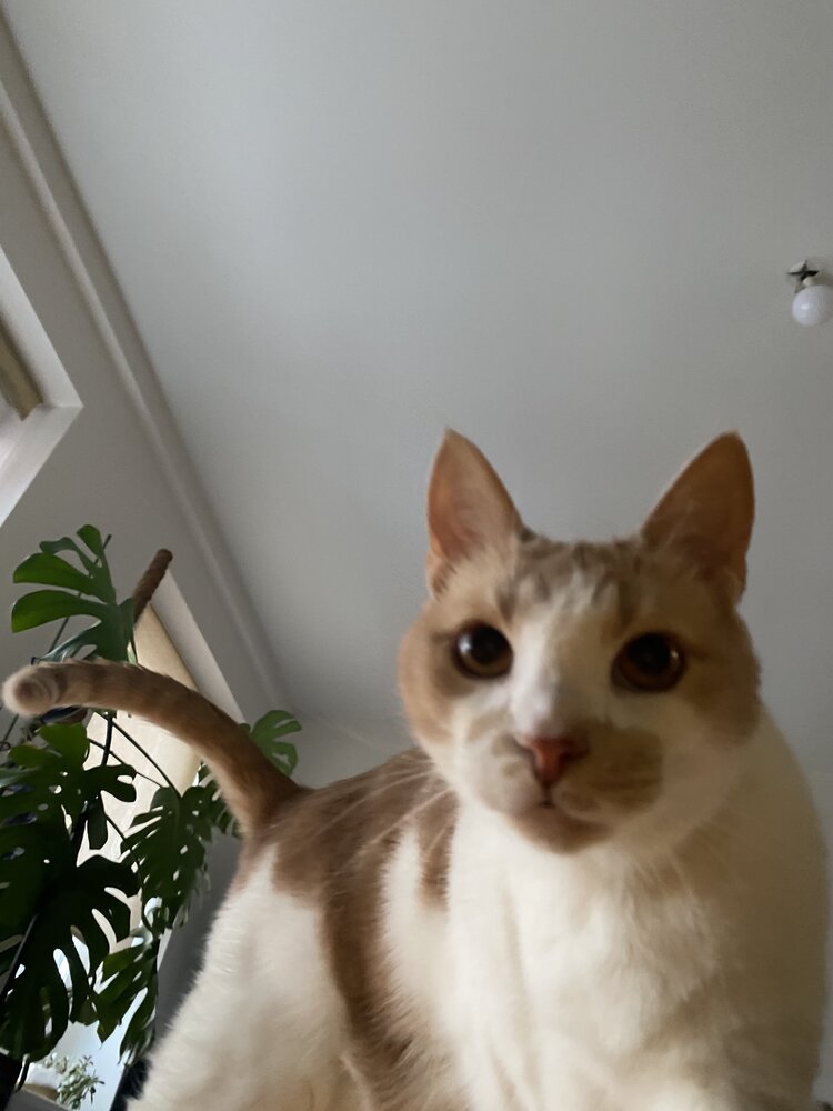 Кот Жан, Бонжур!