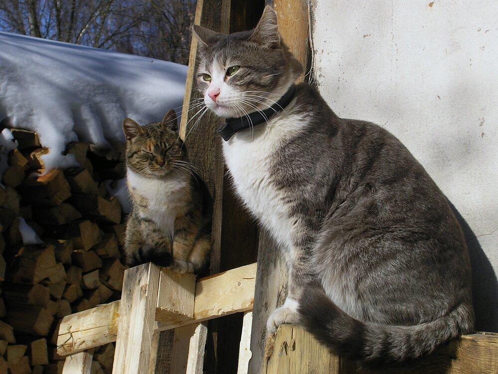 Photo #14038921