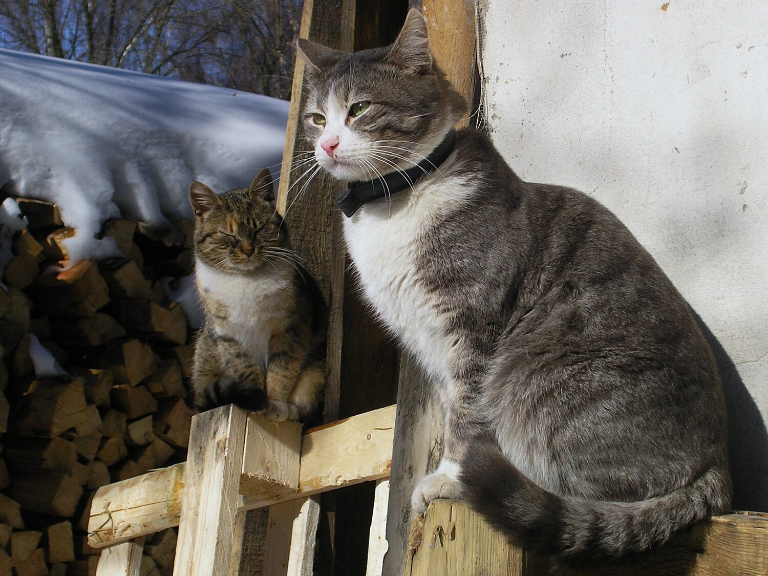 Photo #14038921