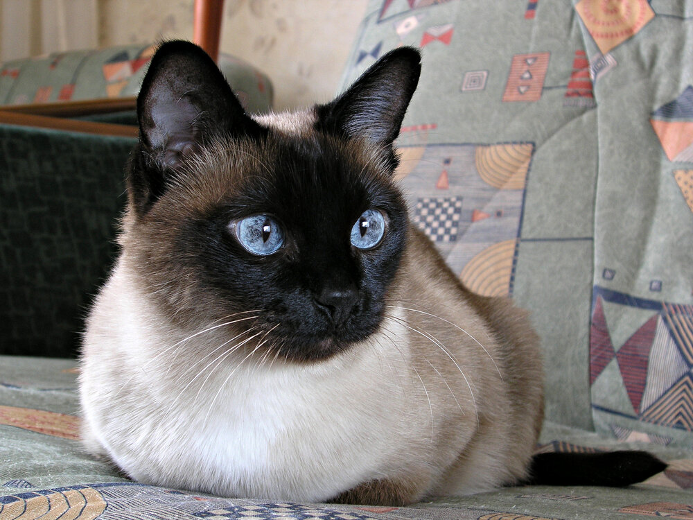 Photo #14038924