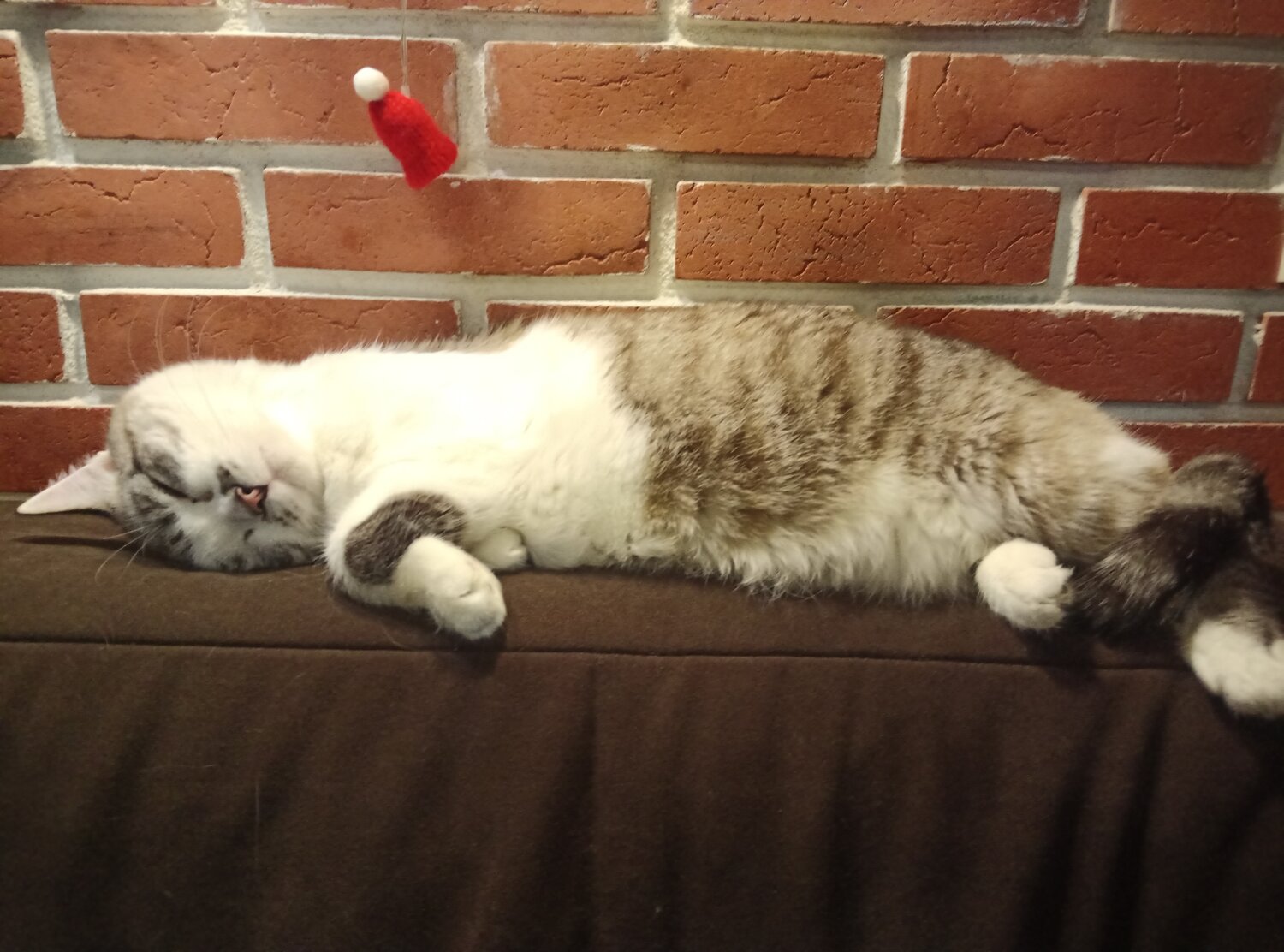 Photo #14038991