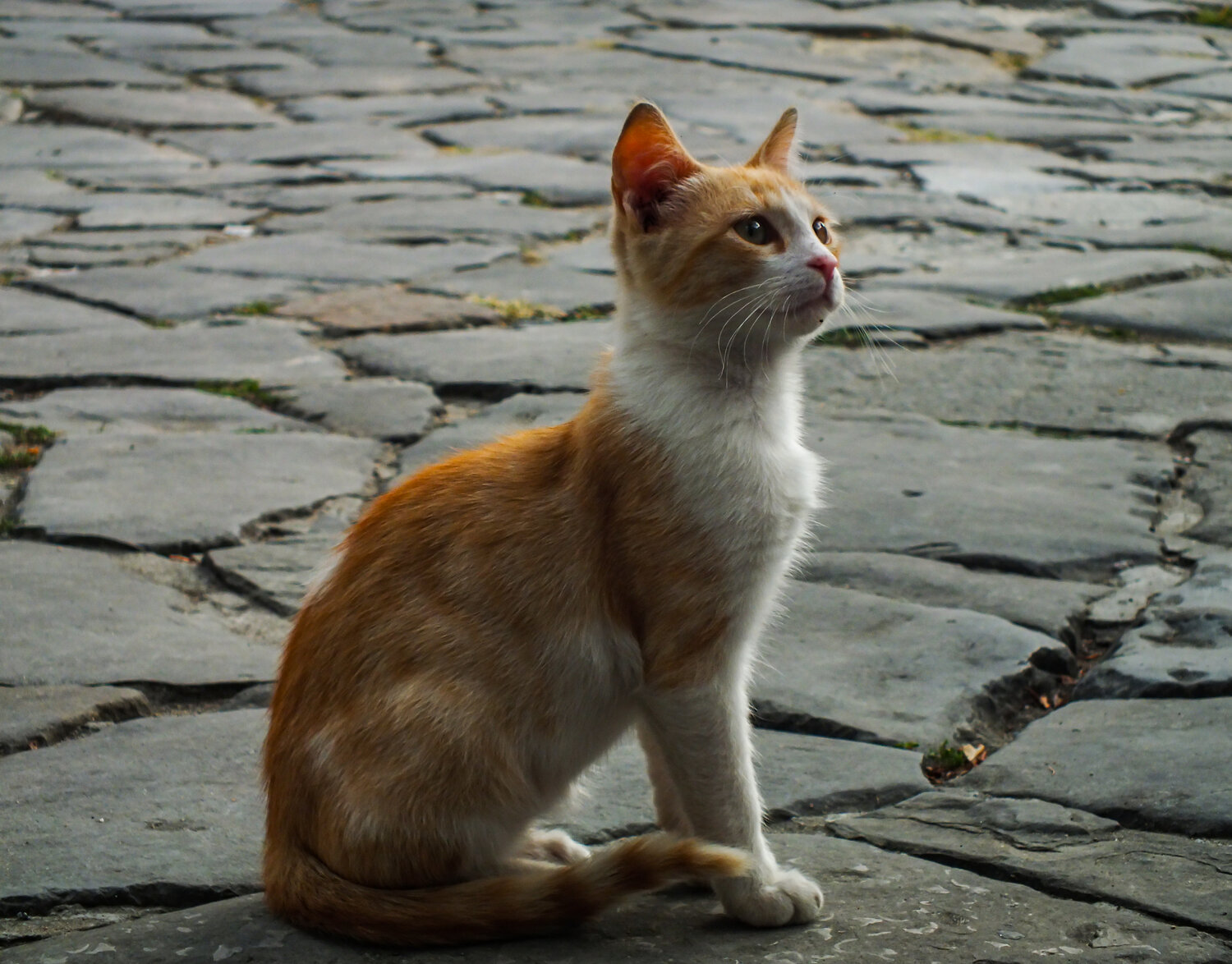 Curious ginger cat on old cobblestone