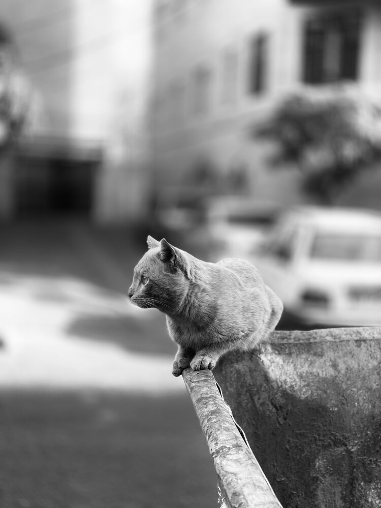 Photograph by Zahra Akbarian