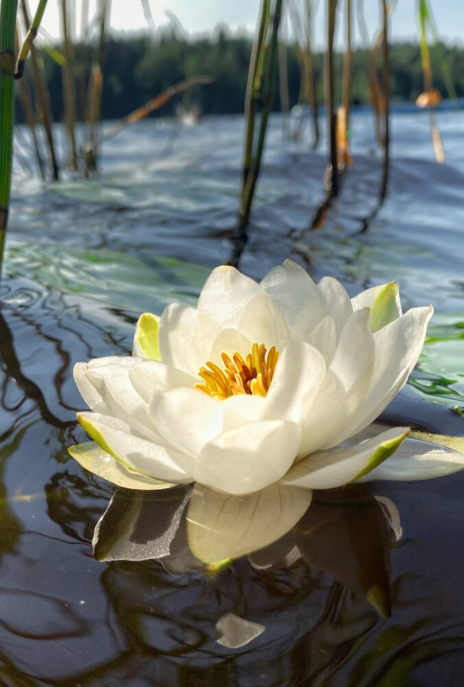 Пробуждение Нимфеи/ «The Awakening of the Nymphaea»