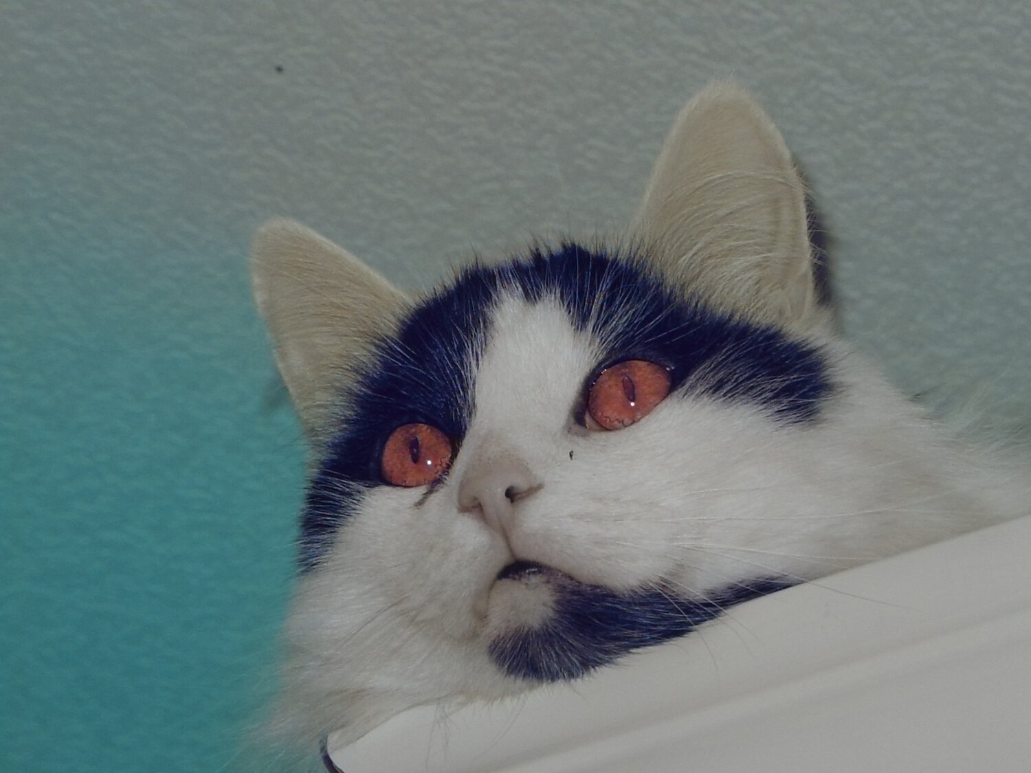 Photo #14039238