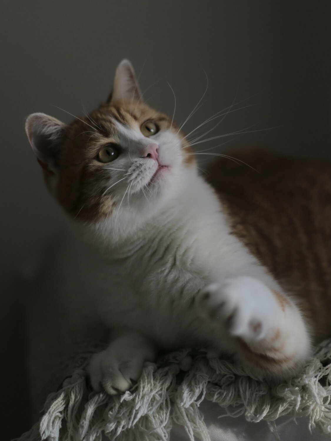 Curiosity