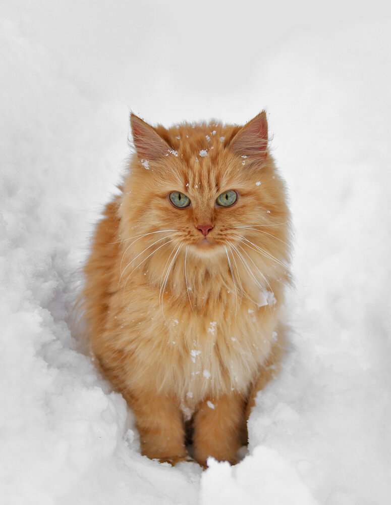 Photograph by Мария Чайка