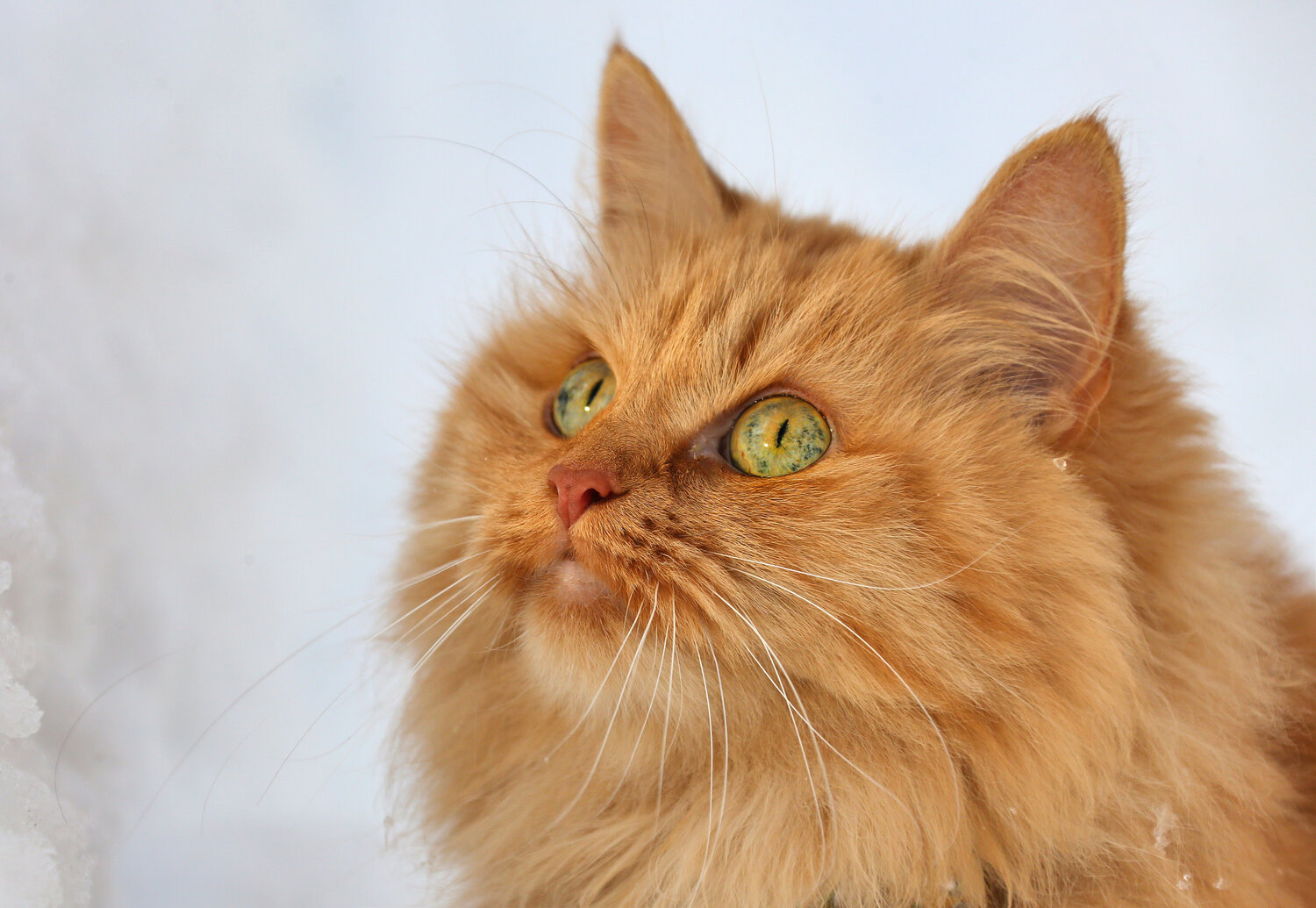 Photo #14039326