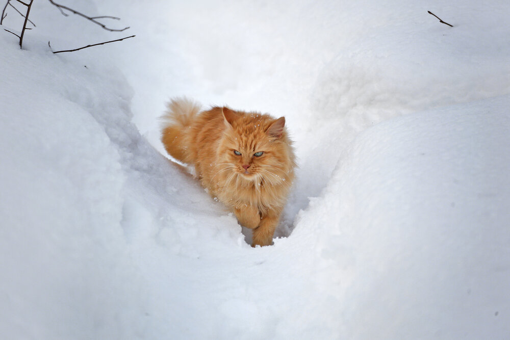 Photo #14039327