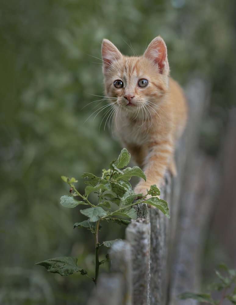 Photograph by Александр Гвоздь