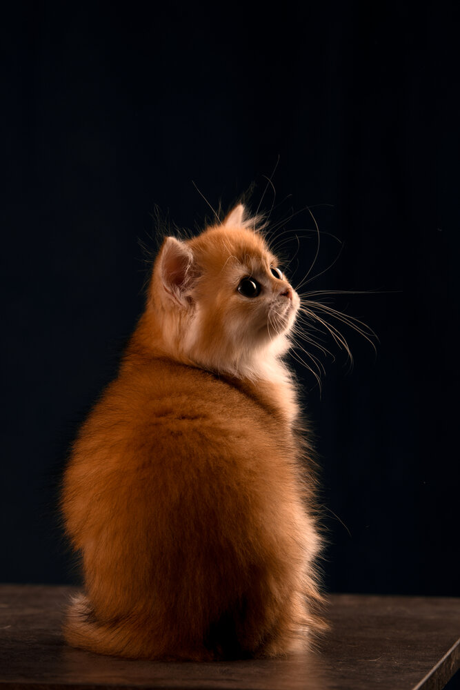 Photograph by Алена Ковалёва