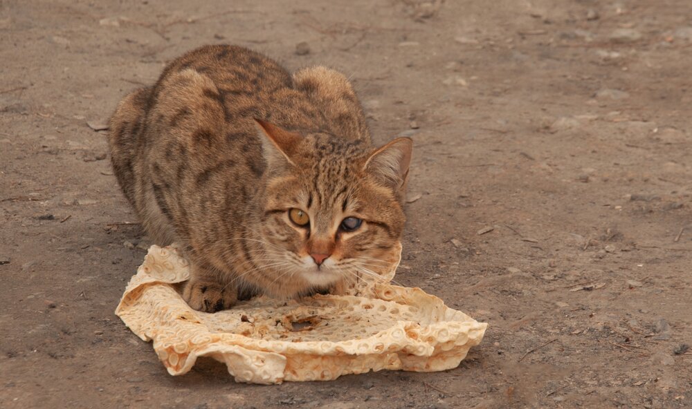 Feed the cat