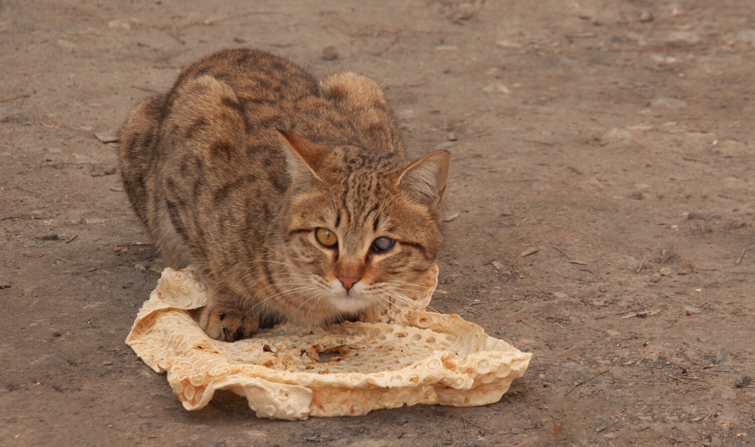 Feed the cat