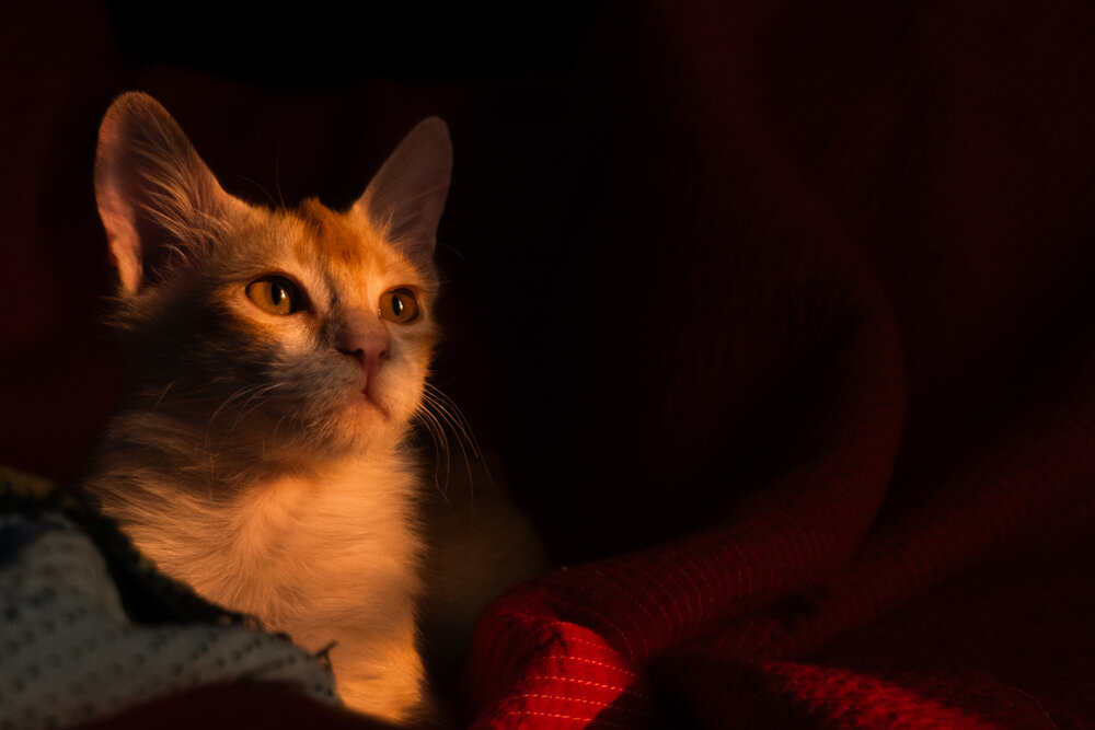 Whispers of the Kitten