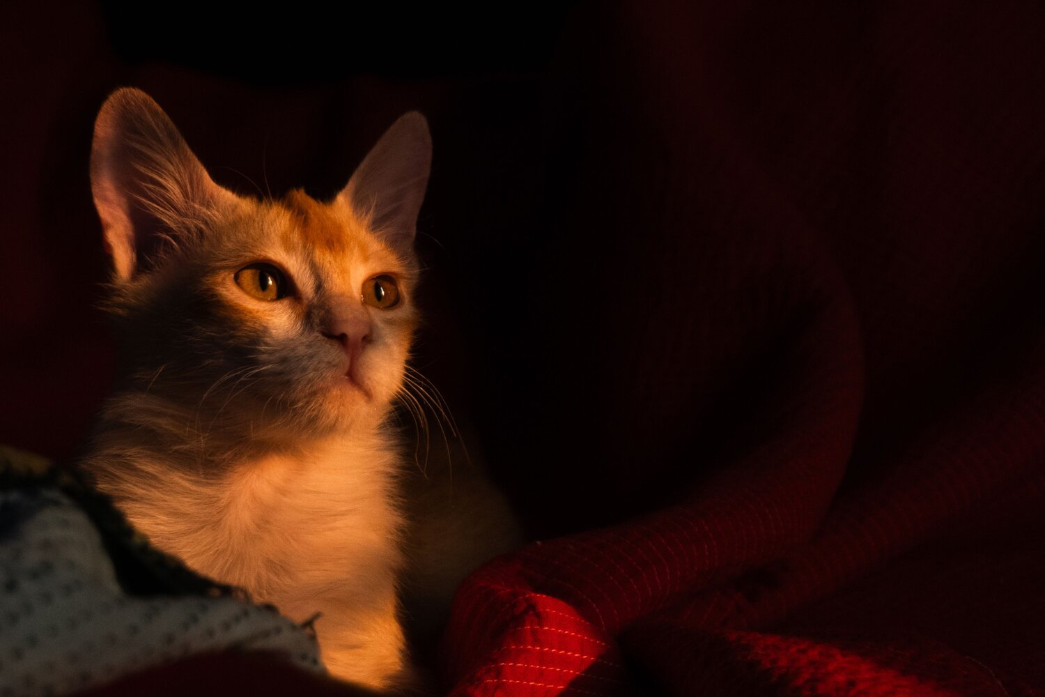 Whispers of the Kitten