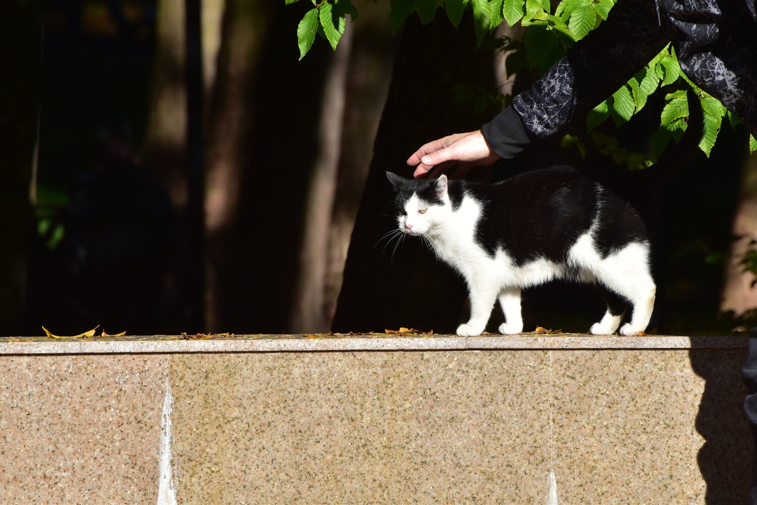 Photo #14039571