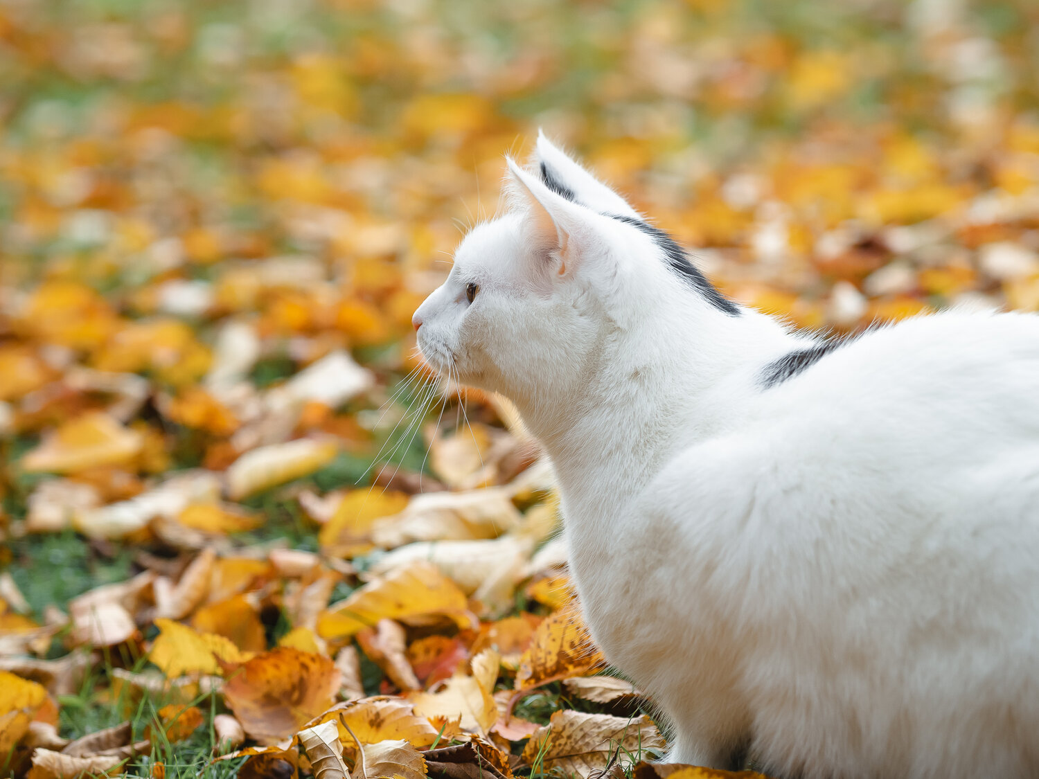 Photo #14039597