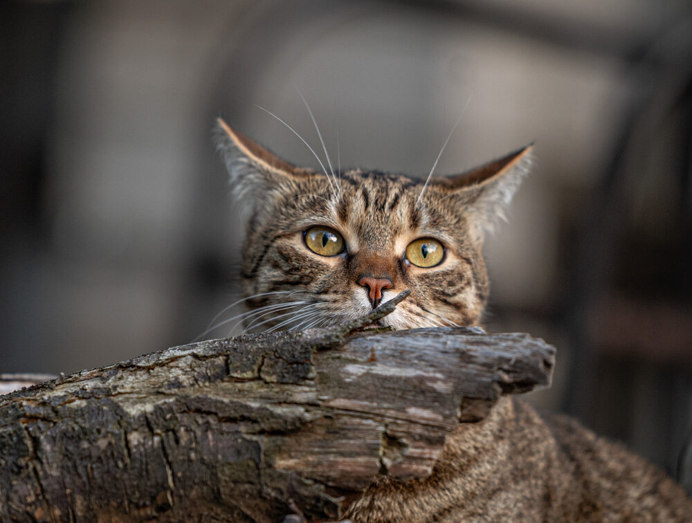 Photograph by Милана Бабченко