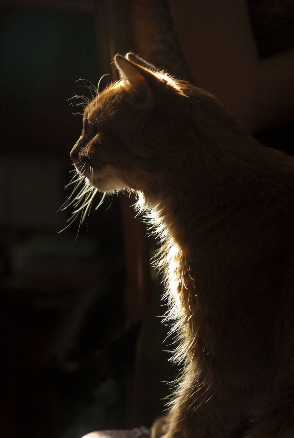 Photo #14039678