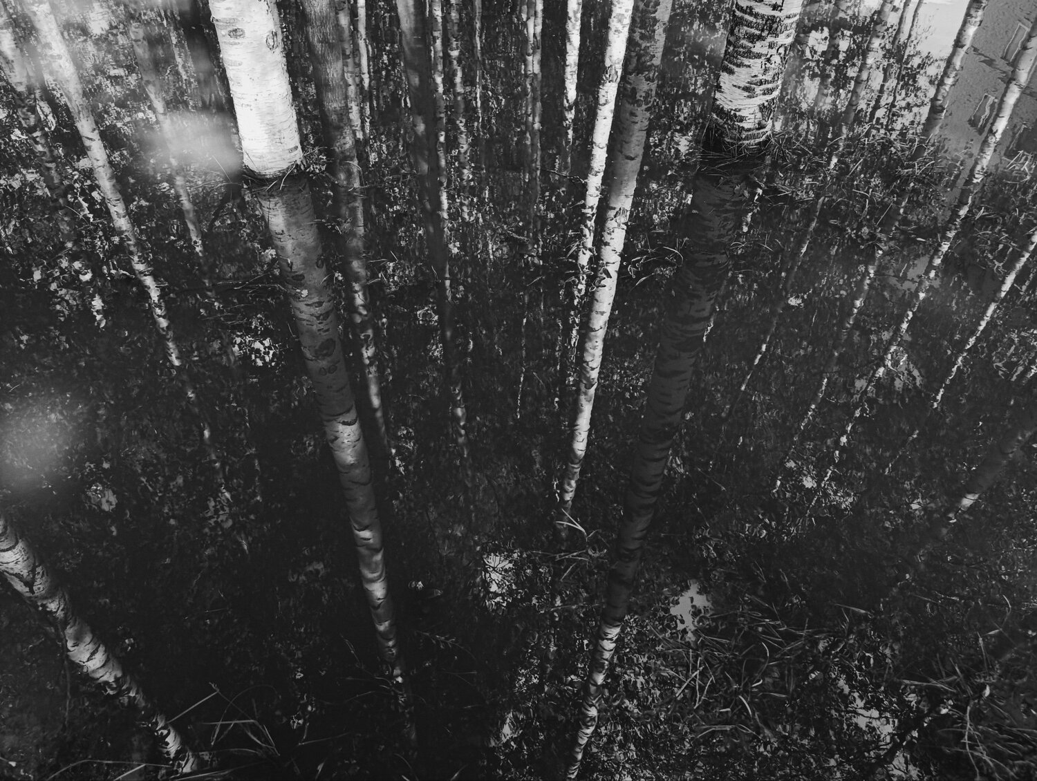 Photo #14039684