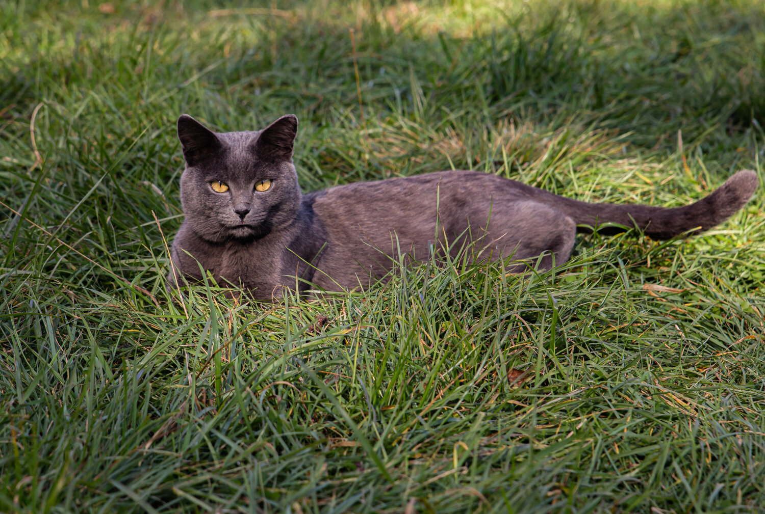 Photo #14039693