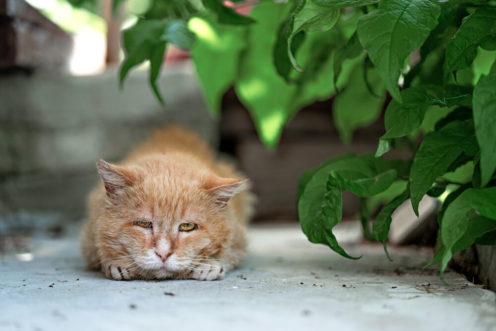 Photograph by Ольга Адольф