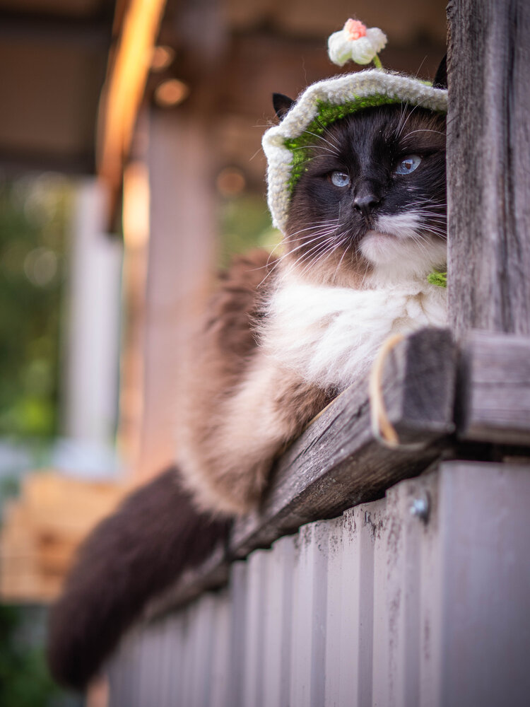 Photograph by Lapshina Vladlena