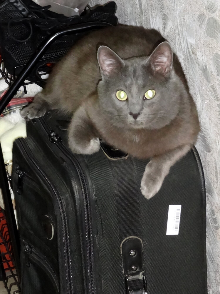 Photo #14040036