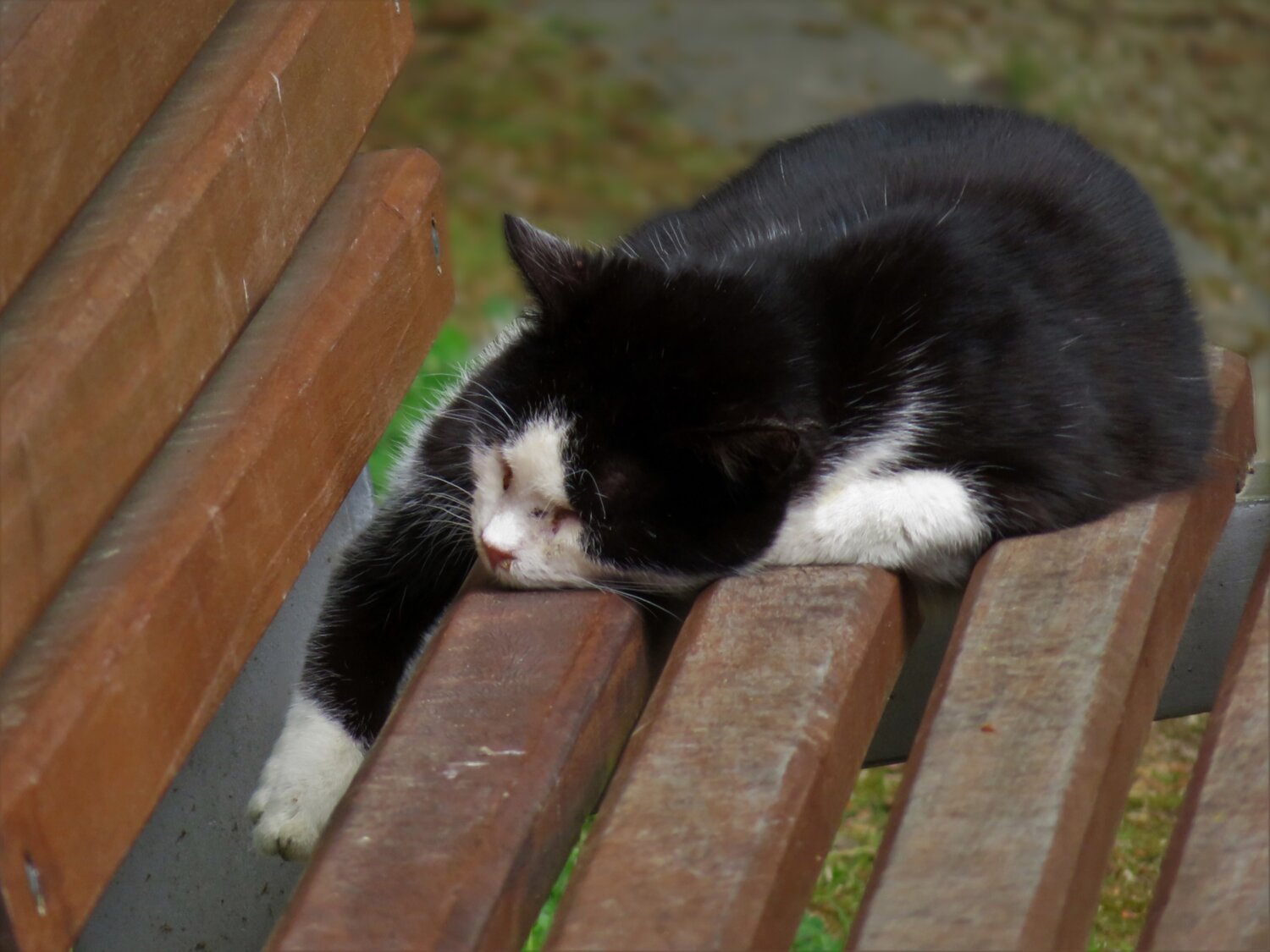 Photo #14040045