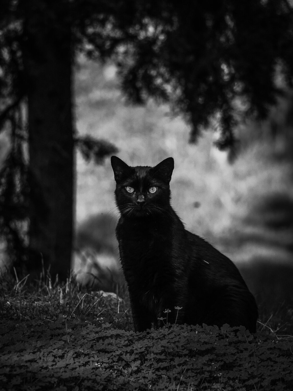 Stray cats of Athens series
