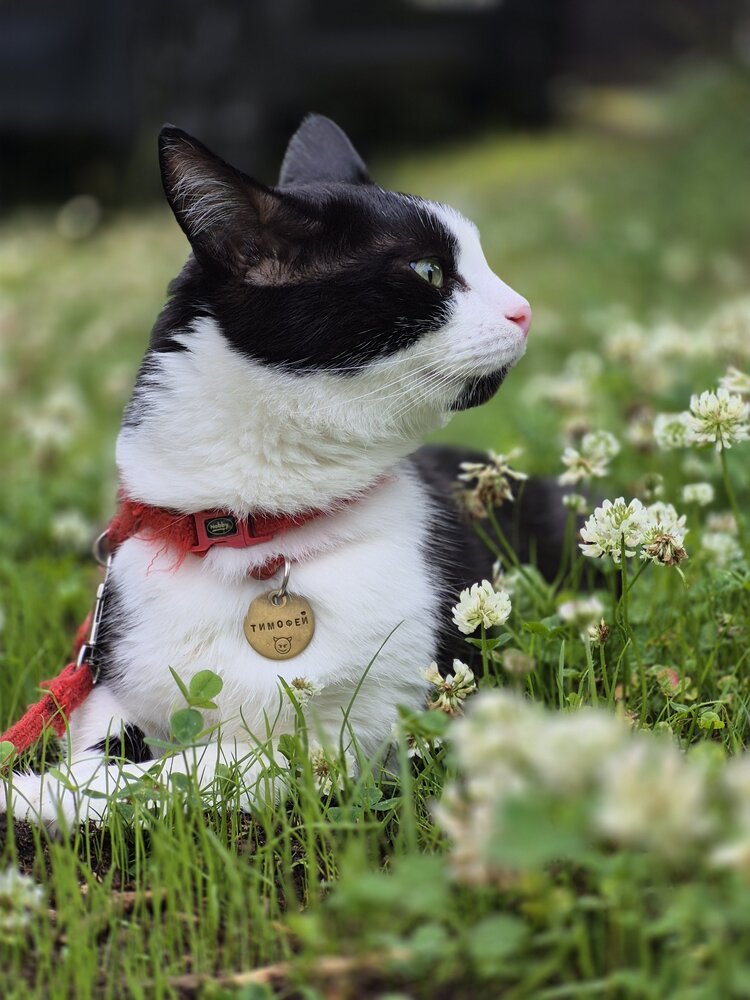 Photo #14040359
