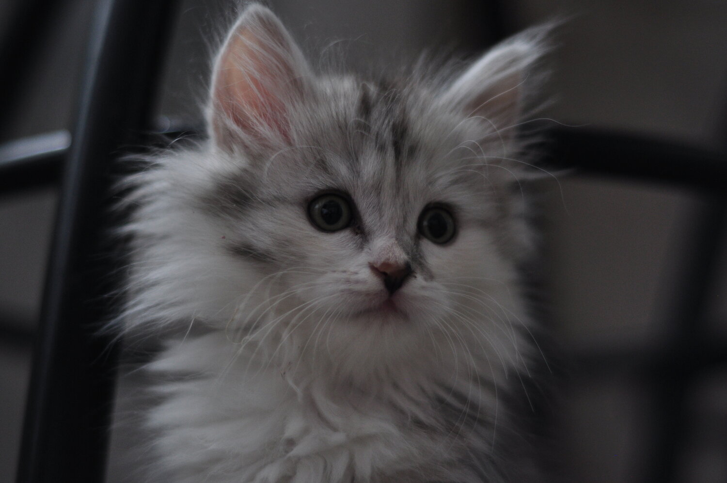 Photo #14040360
