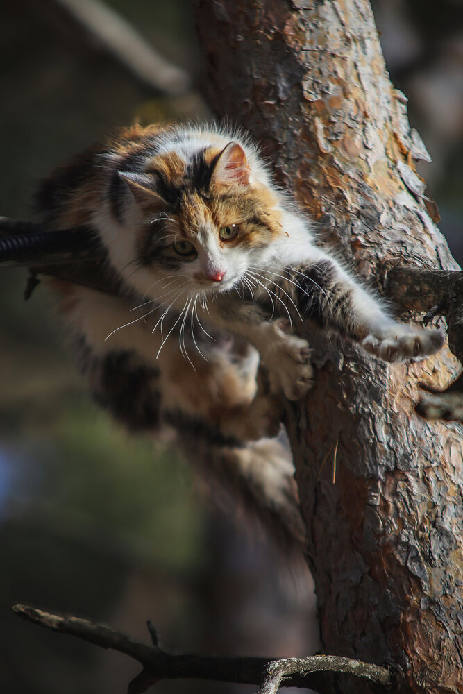 Photograph by Алексей Чмыхалов