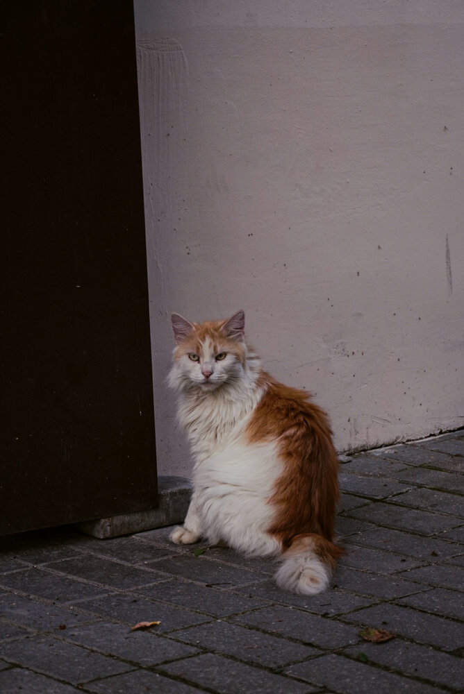 Photograph by Анастасия Мешкова