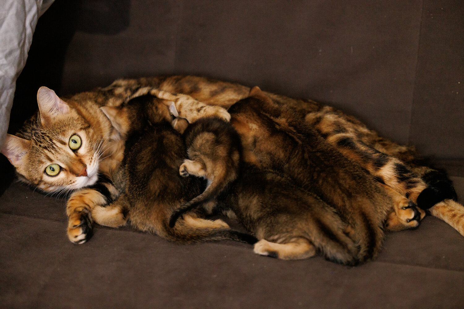 Photo #14040588