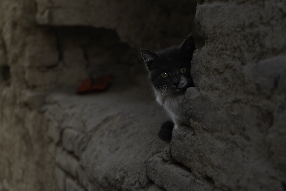 Alone little baby cat