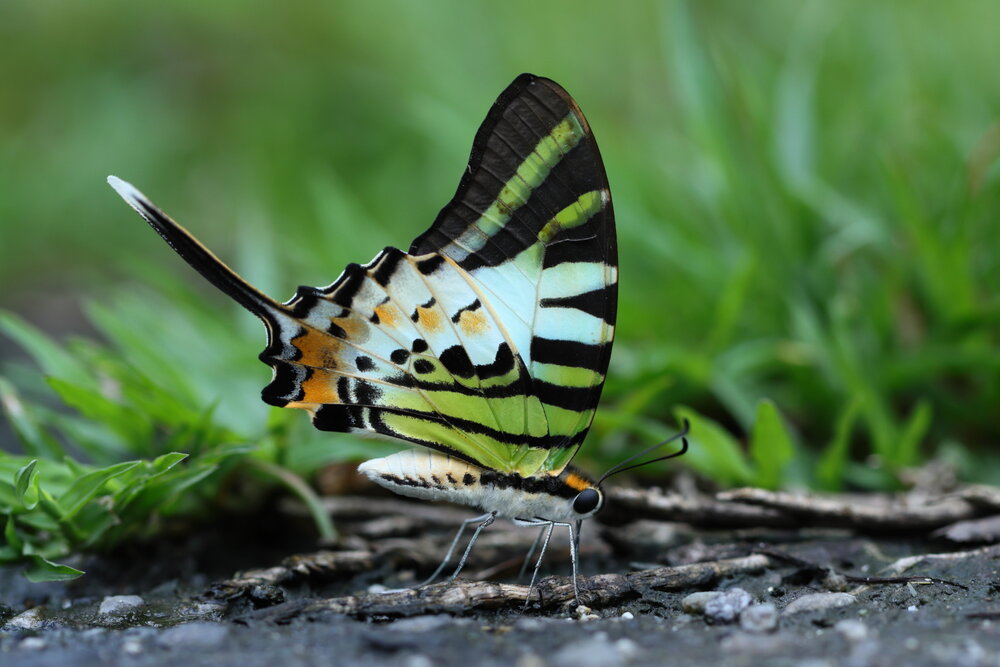 Puddling butterfly!